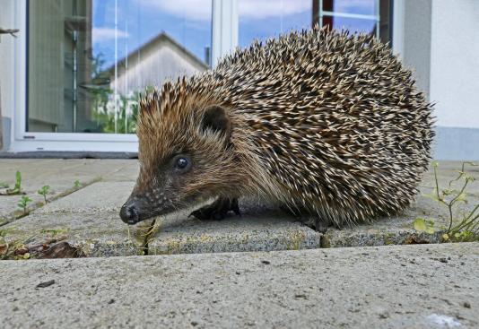 Gärten igelfreundlich gestalten