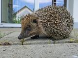 Gärten igelfreundlich gestalten