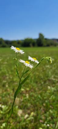 einjähriges Berufskraut
