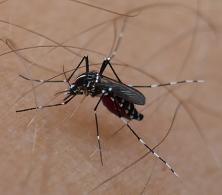 Asiatische Tigermücke