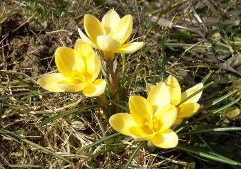 Gelbe Frühlingslbumen